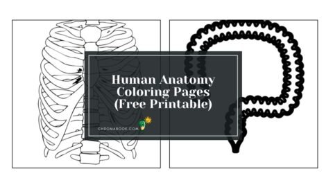 Detailed human anatomy coloring page featuring various body systems, perfect for educational fun. Free printable for all ages!